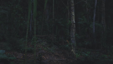 exploring a dark and mysterious tropical forest at night