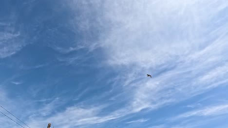 seagulls soaring above brighton pier on a sunny day