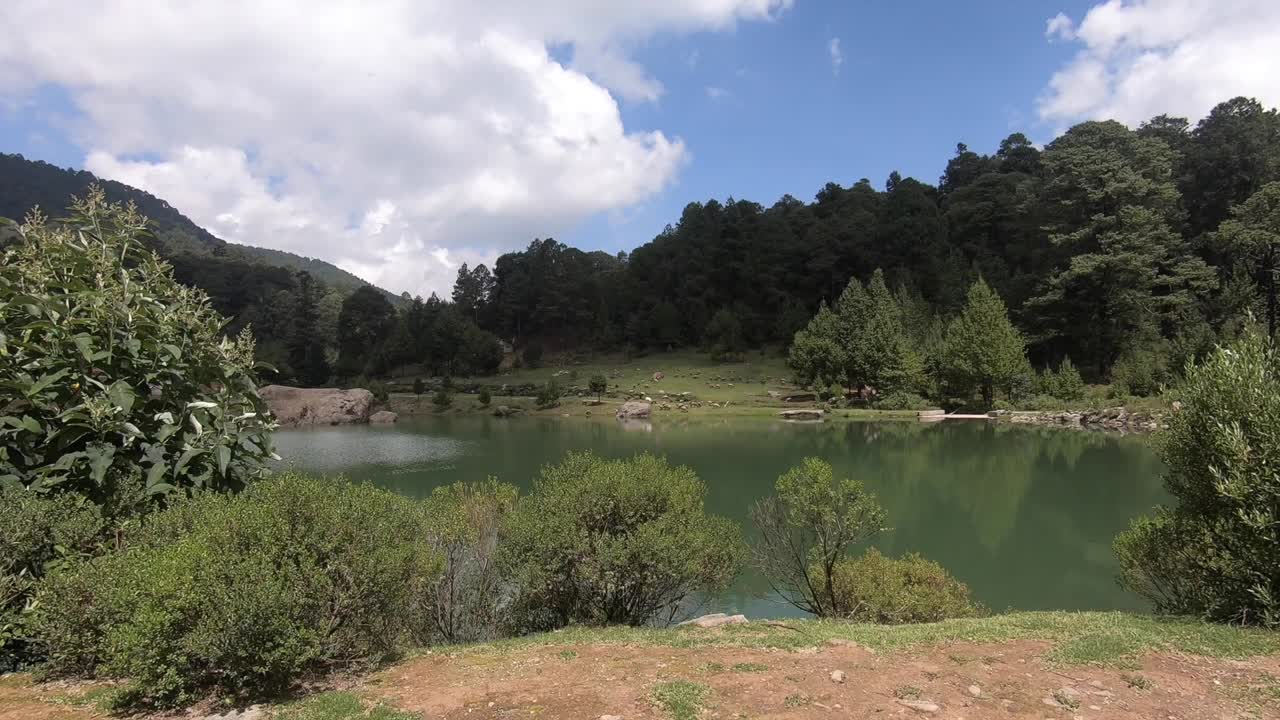 Lake with green water in park surrounded by trees