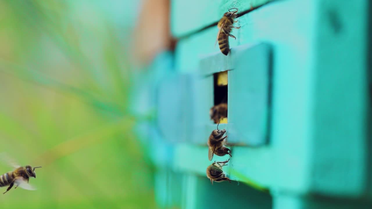 Honey bees swarming and flying around their beehive. Apiary concept. Slow motion