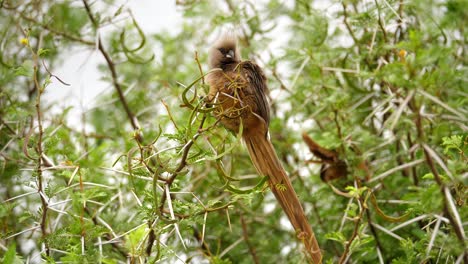 Gesprenkelter-Mausvogel-Thront-Auf-Einem-Baum-Im-Addo-Elefanten-Nationalpark