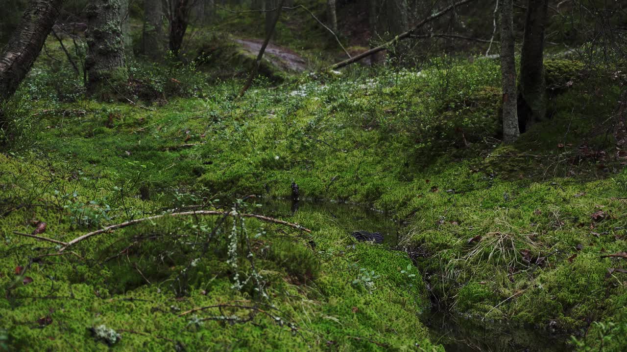 toma estática de un pequeño estanque oscuro dentro de un bosque profundo en la noche