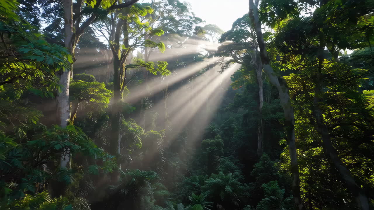 안개 가 가득 한 열대 우림 을 가로지르는 빛