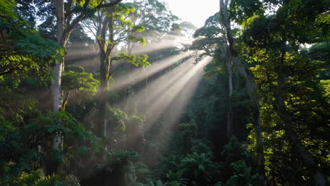 sunlight filtering through a misty rainforest