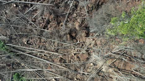 Overhead-Perspective:-Lumberjack-Cutting-Down-Spruce-Trees