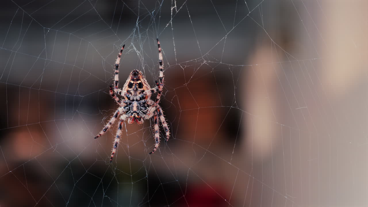 Close up of a spider sitting in its web, showing intricate details of its body and fine silk threads