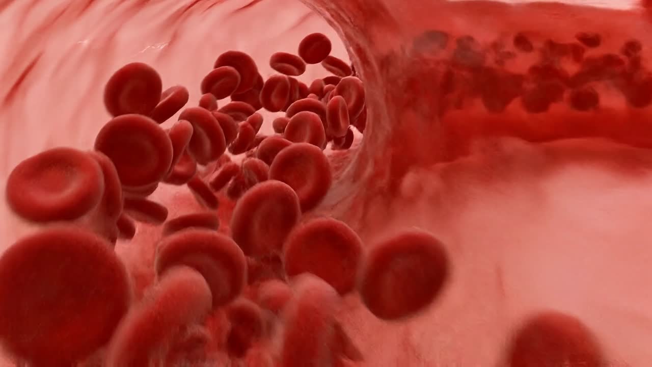 Close view of red blood cells moving inside curved artery demonstrating bloodstream flow and cardiovascular system function