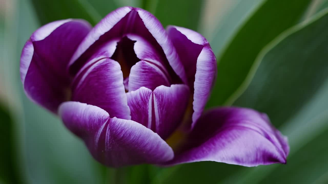 un primer plano de un tulipán púrpura