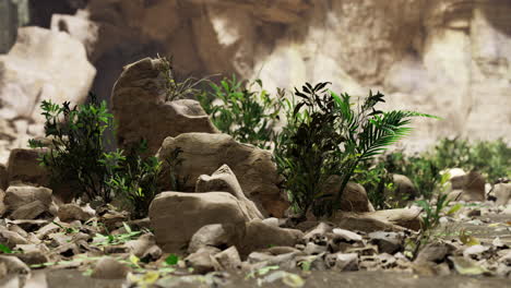 detailed view of lush greenery among rocks in a rocky landscape during daylight