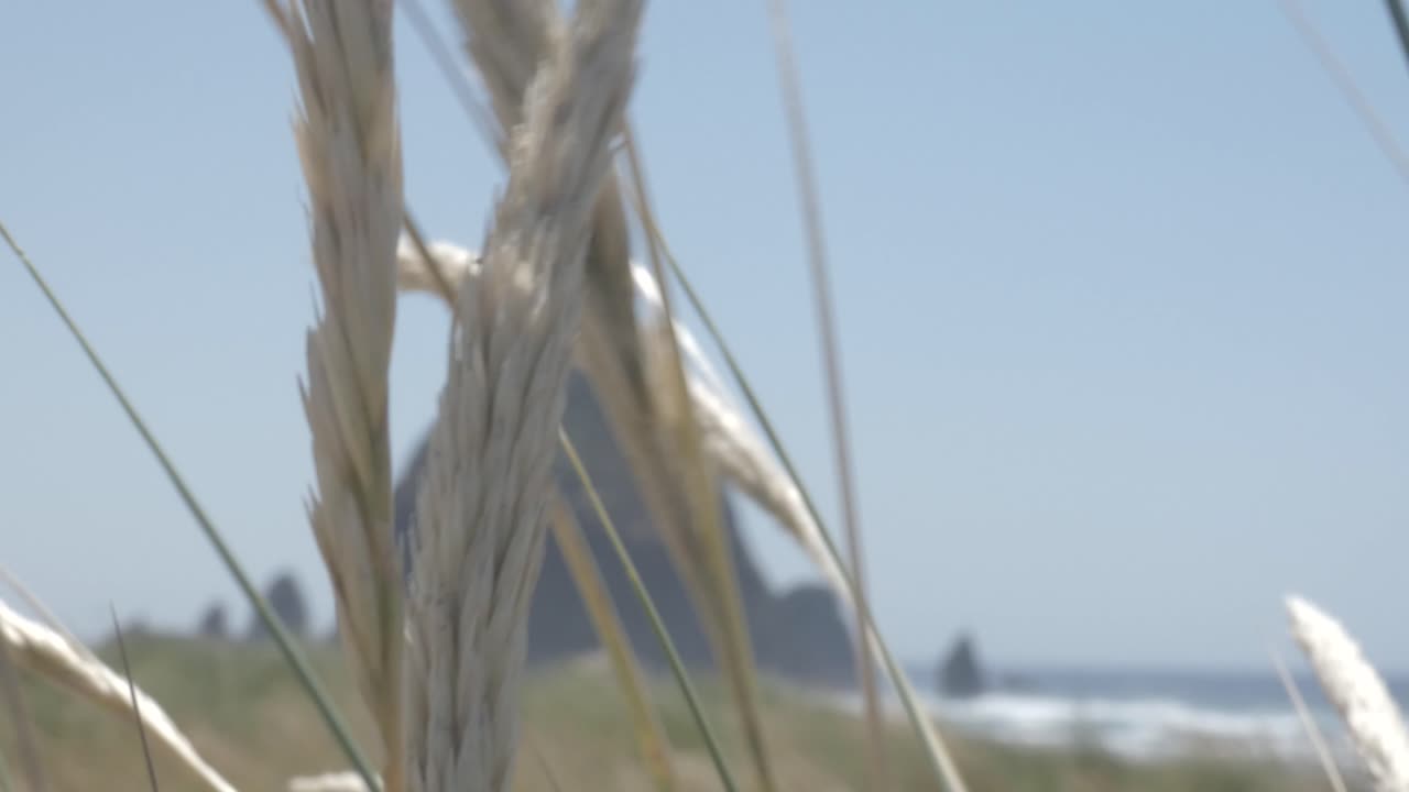 Grass blowing in the wind with haystack rock in the background out of focus