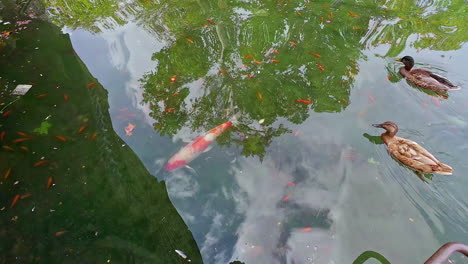 Close-View-of-Koi-Fish-and-Ducks-in-a-Pond