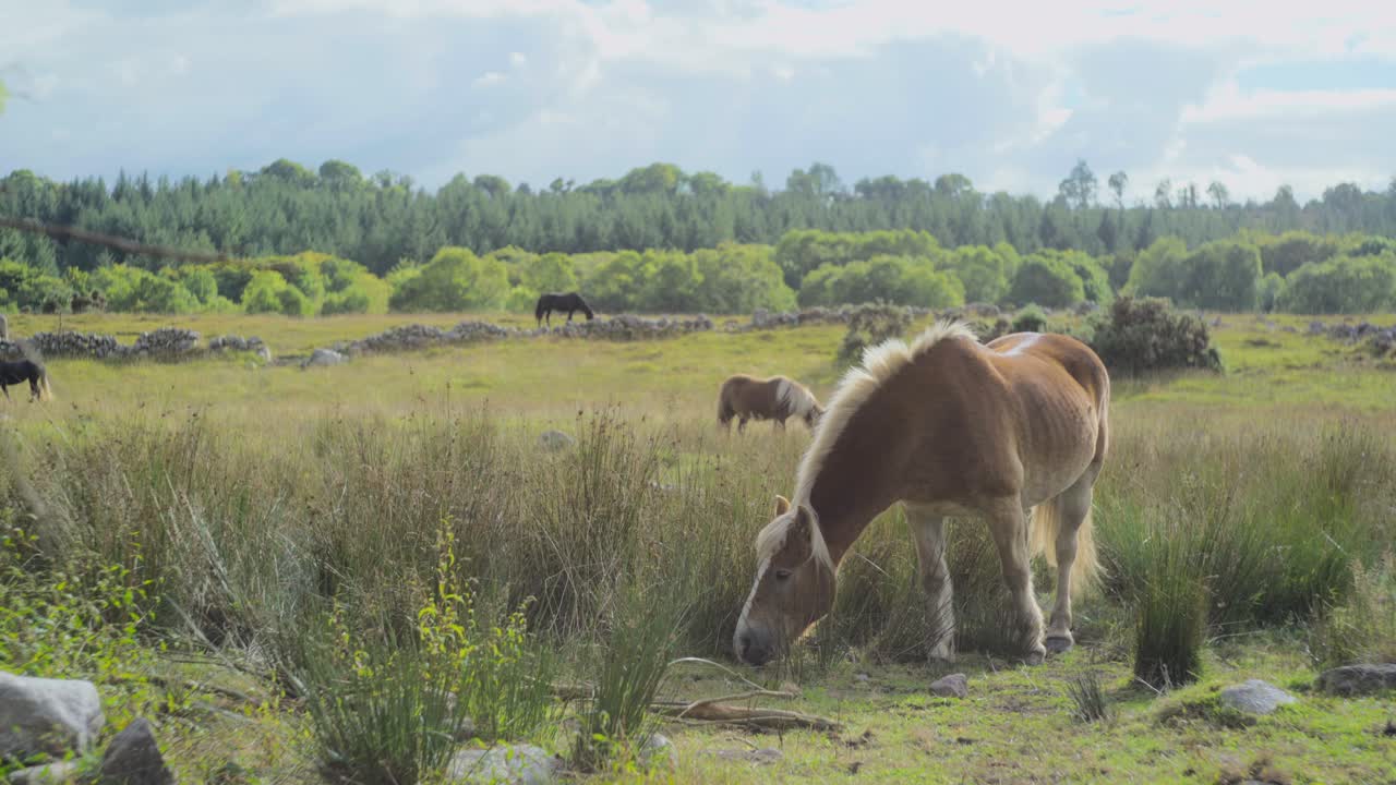 caballos alimentándose de hierba en los pastos de las tierras altas por la mañana con viento ligero, pradera en irlanda