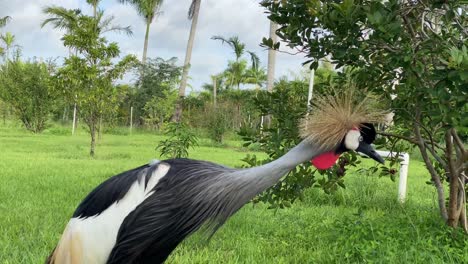 bird grey crown crane african