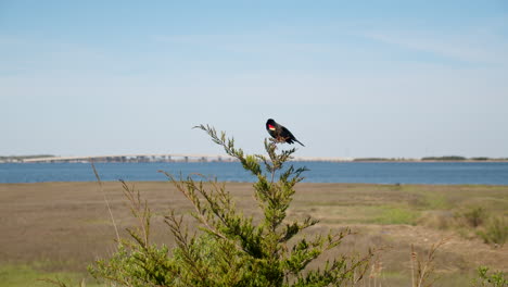 bird perches on branch in front of new jersey skyline in slow motion