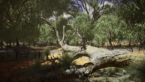 ancient tree lies across the forest floor in a vibrant australian landscape