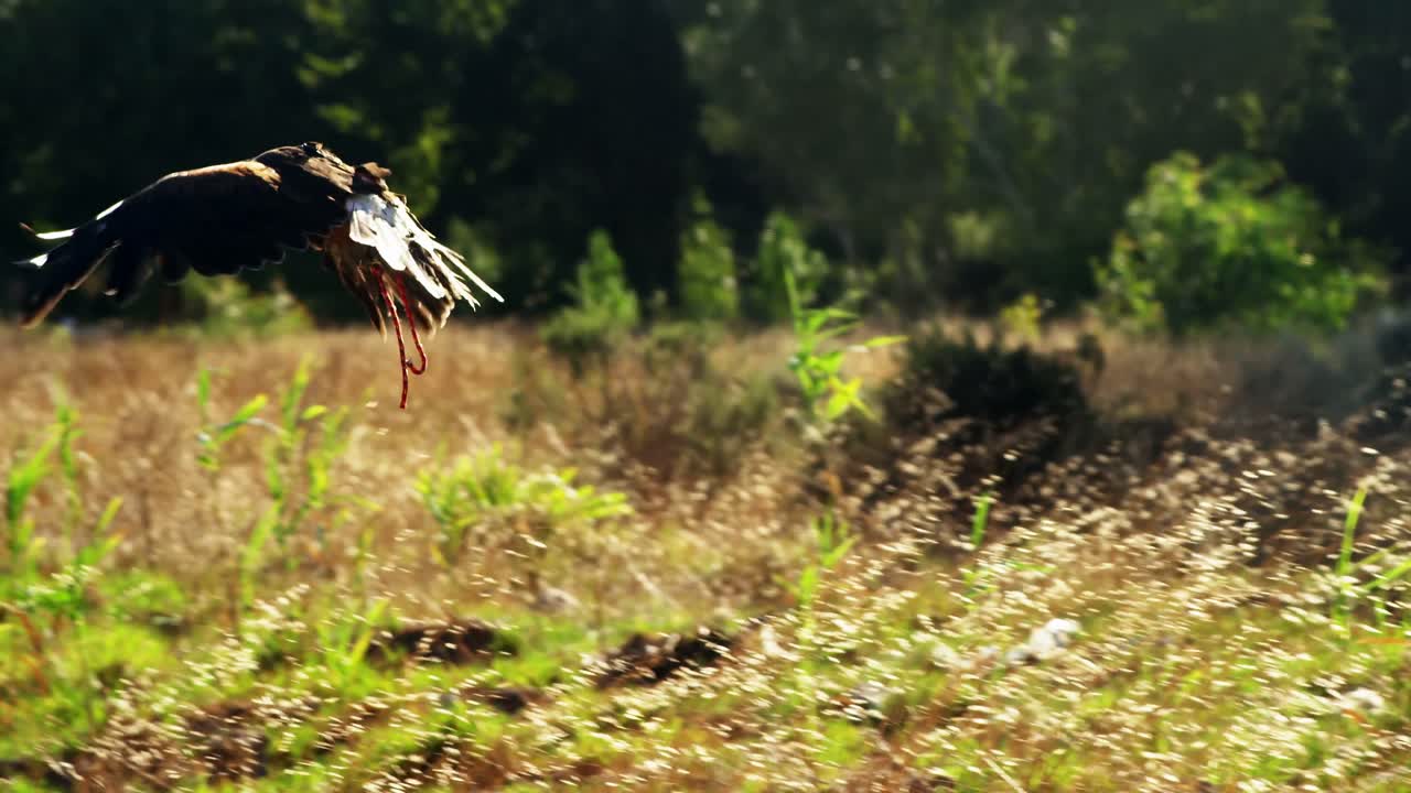 Falco posato sulla mano di un uomo