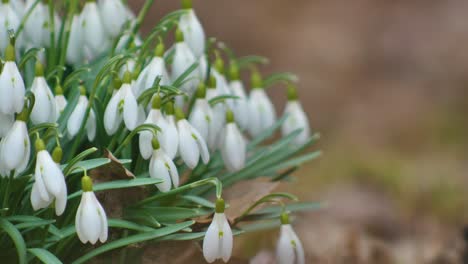 snowdrops are the first to bloom