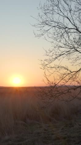 sonnenuntergang über einem grasbewachsenen feld