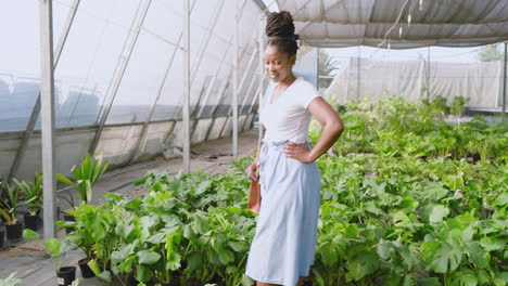 african american woman observing plants in greenhouse, appreciating lush greenery
