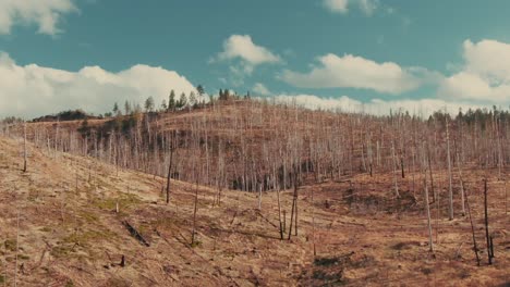 4k aerial dead forest on hills drone truck right