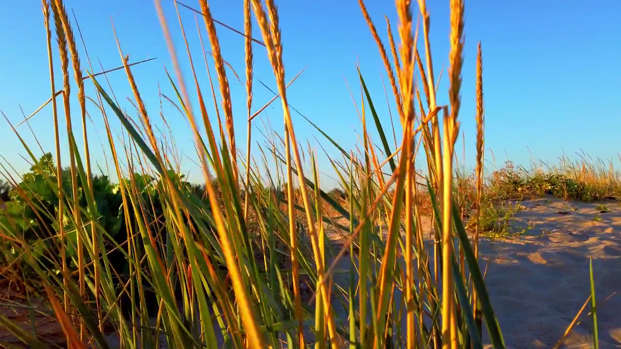 Phragmites australis. Trzcina. Ujęcie latem o zachodzie słońca. Zdjęcia wydm latem