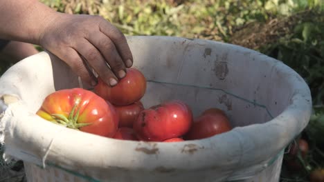 tomates rojos de cubo