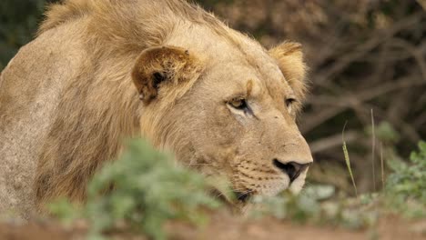 el león se queda quieto mientras observa los alrededores