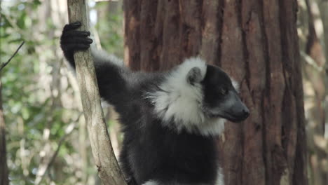 ruffed black-and-white vari ready to jump