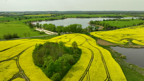 Weite-Luftaufnahme-Einer-Ländlichen-Landschaft-Mit-Ausgedehnten-Gelben-Rapsfeldern-Mit-Deutlichen-Reifenspuren,-Einer-Kleinen-Baumgruppe-Und-Einem-Nahe-Gelegenen-See