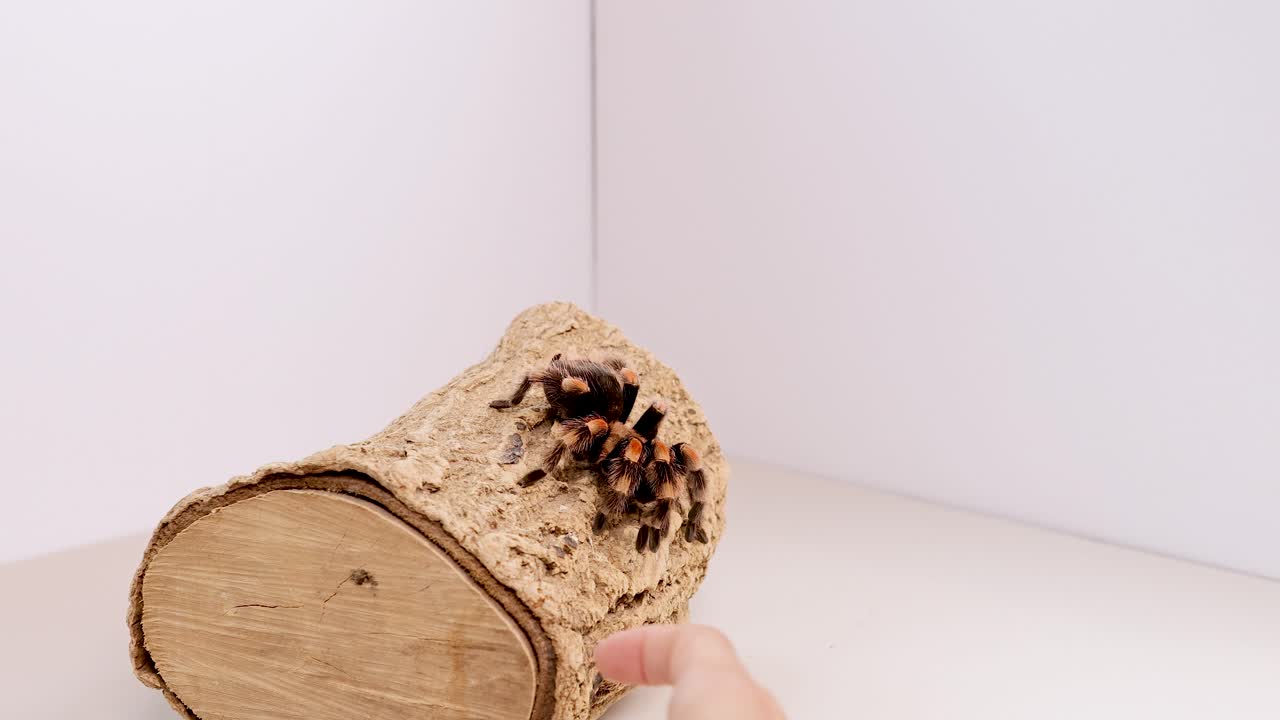 A tarantula moves across a log in a bright, minimalist environment with steady camera focus