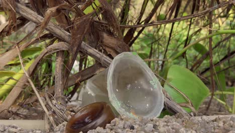 Plastic-cup-on-the-ground-between-plants-camera-zooms-out-slowly-4K-Asia,-Thailand-Filmed-with-Sony-AX700