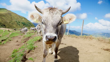 Auf-Dem-Feld-Bietet-Sich-Ein-Atemberaubender-Anblick-Einer-Wunderschönen-Weißen-Wildkuh,-Die-Fröhlich-Kaut-Und-Sich-Im-Rhythmus-Der-Natur-Wiegt