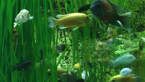 zoom out, view of fish in the aquarium at the zoo