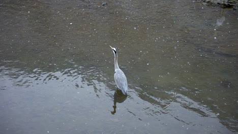 Gran-Garceta-En-El-Río,-Nieve-Cayendo-En-Cámara-Lenta