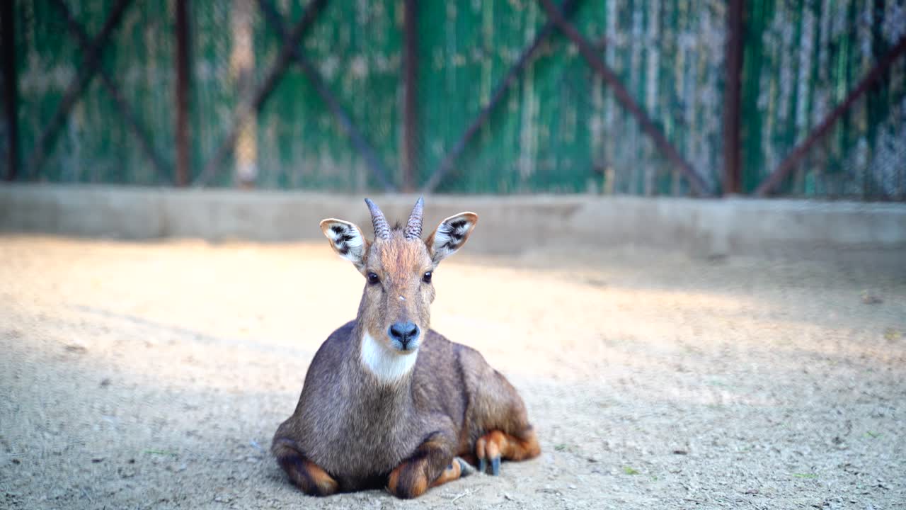델리 국립동물원