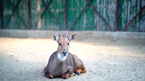 El-Parque-Zoológico-Nacional-En-Delhi