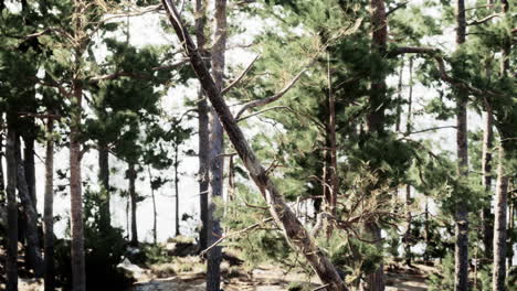a sunlit forest of tall pine trees