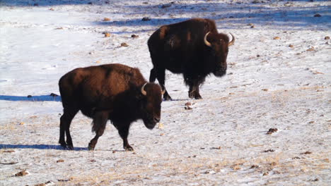 cinematic two frosted yellowstone huge wild buffalos park walking in reserve evergreen genesse colorado rocky mountains breathing fog freezing ice cold fall winter morning fresh snow follow pan