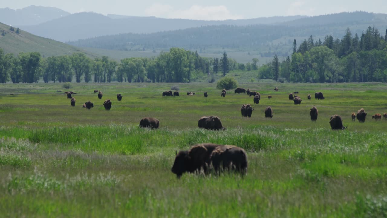 Herd Of American Brown Bison's Grazing On Grassland At Grand Teton National Park in June 2023
