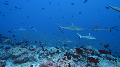 hunting grey reef sharks in a school of jacks, goggle eye fish and snappers at the tropical coral reef of the atoll of fakarava, french polynesia - slow motion shot