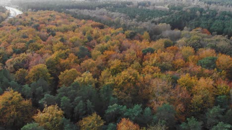 aerial view of a forest trees whose leaves have party turned yellow indicating onset of autumn season with a highway running through it