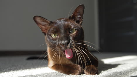 cat yawning with mouth wide open and shows fangs. brown burmese cat.