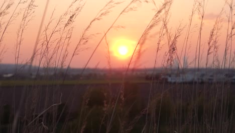 Hohes-Glas-Weht-Im-Wind,-Während-Die-Sonne-Untergeht