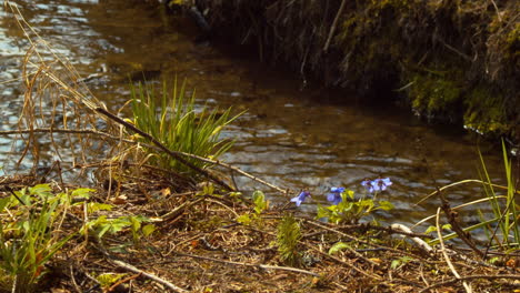 Hermosas-Violetas-De-Pantano-Azul-Frente-A-Un-Pequeño-Río