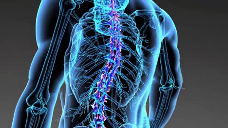 Human Spine Anatomy