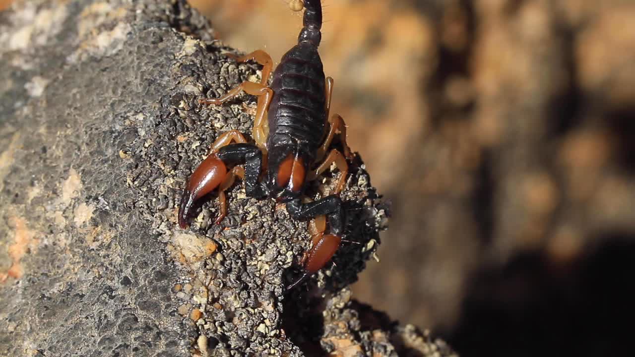 escorpión en el desierto de kalahari, áfrica del sur