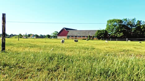 sheep on a field in sweden, beautiful summer days, sheep farming scandinavia