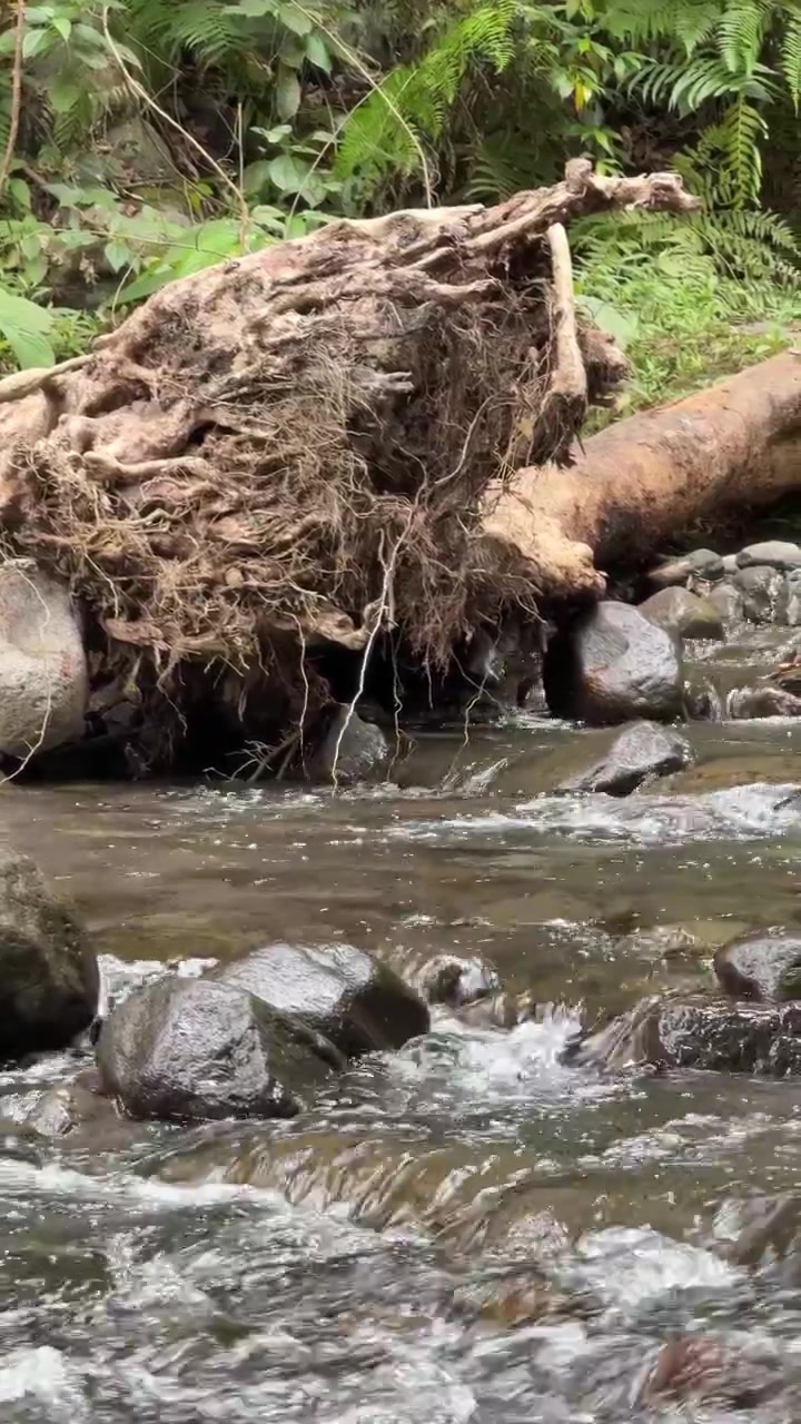 Aliran Sungai Kecil di Hutan Mengalir Melewati Akar Pohon Tumbang