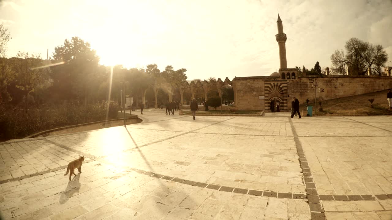el gato de jengibre camina en el área de balikligol piscina de peces sagrados urfa