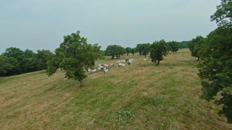 Malerische-Landschaft-Des-Gestüts-Lipica-Mit-Lipizzanerpferden-Auf-Der-Weide---Drohnen-FPV